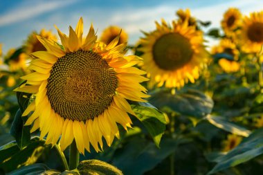 Güneşli bir yaz gününde mavi gökyüzünün arka planında çiçek açan bir tarla..