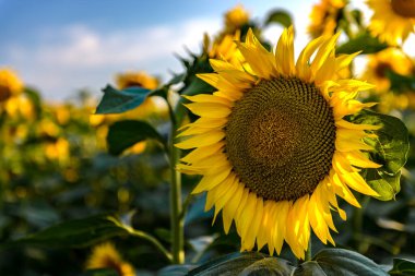 Güneşli bir yaz gününde mavi gökyüzünün arka planında çiçek açan bir tarla..