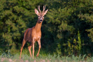 Bir roebuck (capreolus capreolus) güneşli bir günde ormanın yakınındaki bir mısır tarlasında hareket eder..