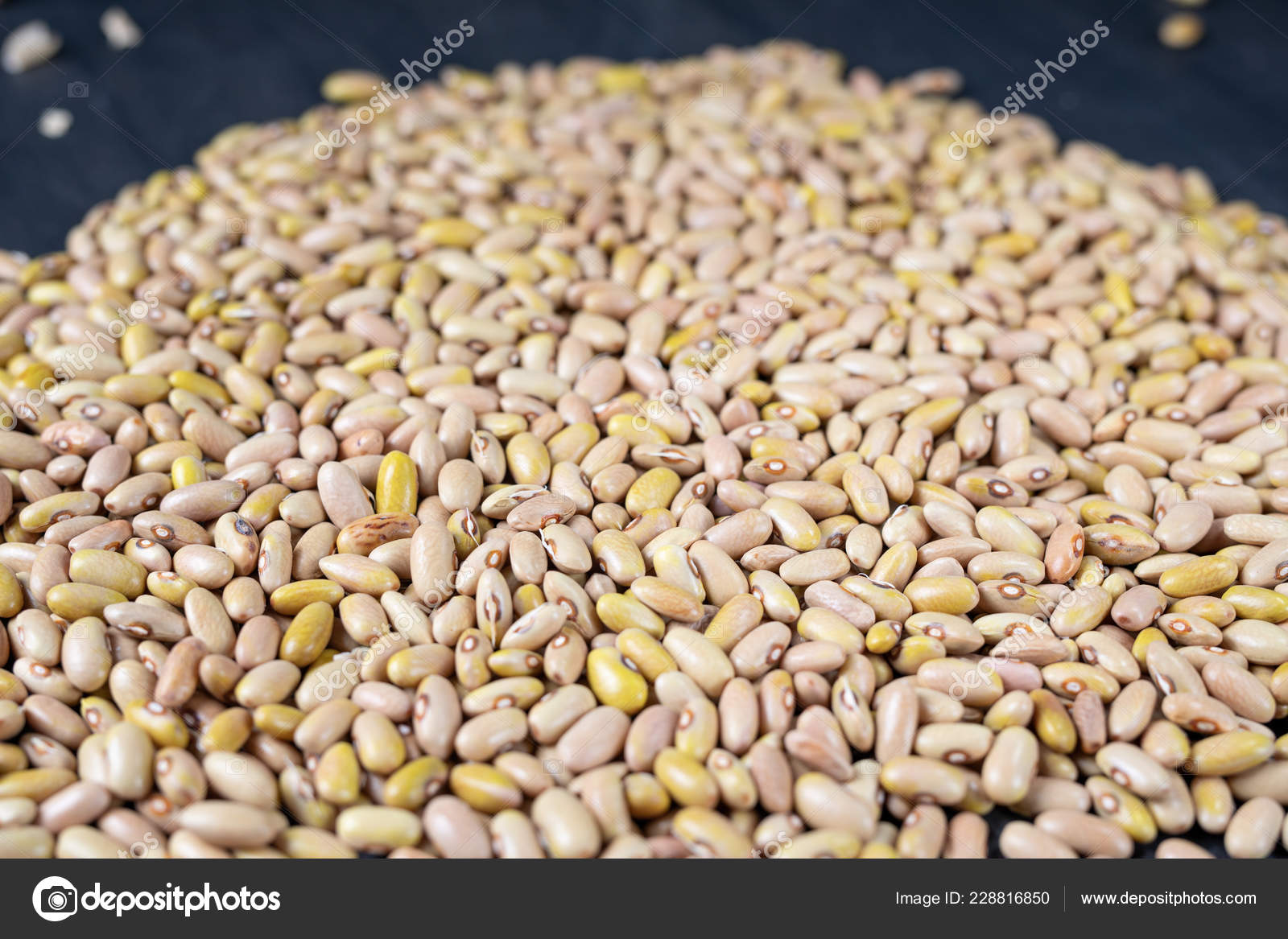 Phaseolus Scientific Name Pinto Bean Legume Also Known Frijol Pinto