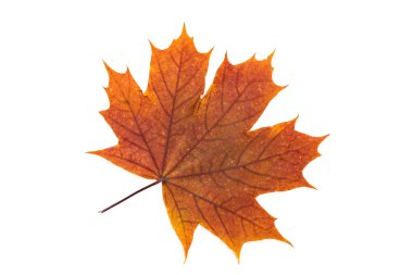 Sulak kuru preslenmiş bitkiler üzerinde beyaz ile. Beyaz arka plan üzerinde izole yeşil sonbahar yaprakları. Üstten görünüm. Sulak, botanik görüntüsünü makro.