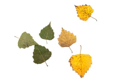 Sulak kuru preslenmiş bitkiler üzerinde beyaz ile. Beyaz arka plan üzerinde izole yeşil sonbahar yaprakları. Üstten görünüm. Sulak, botanik görüntüsünü makro.