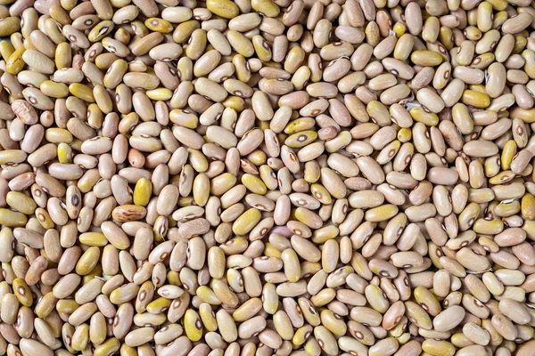 Phaseolus is scientific name of Pinto Bean legume. Also known as Frijol Pinto and Feijao Carioca. Closeup of grains, background use.