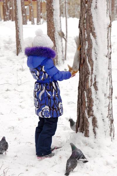 wild squirrel takes food from your hand