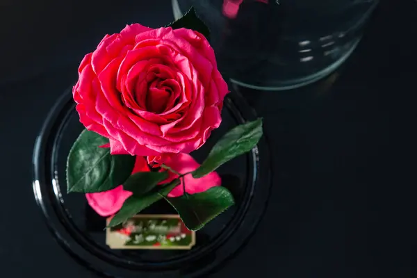 Eternal pink roses in colb on black background