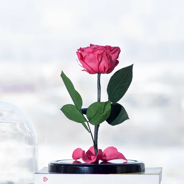 Eternal pink roses in vase on white background