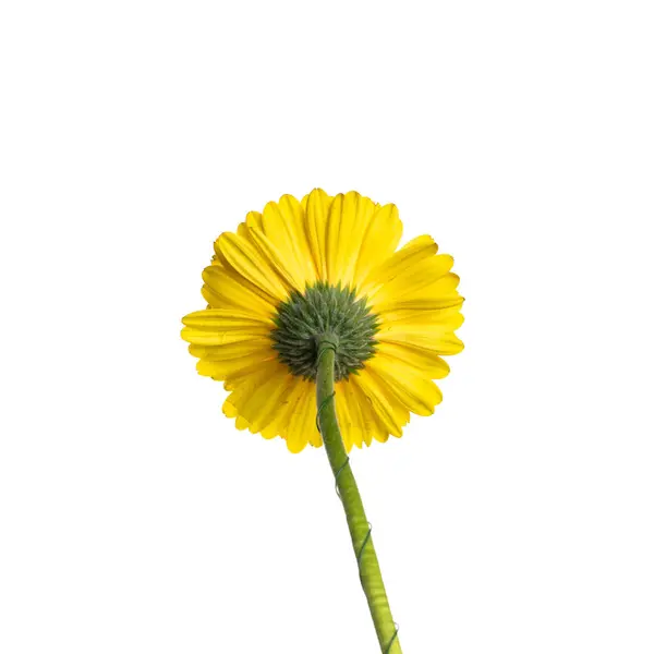 Κίτρινες Ζέρμπερες Λουλούδι Που Απομονώνονται Λευκό Φόντο Πίσω Όψη — Φωτογραφία Αρχείου