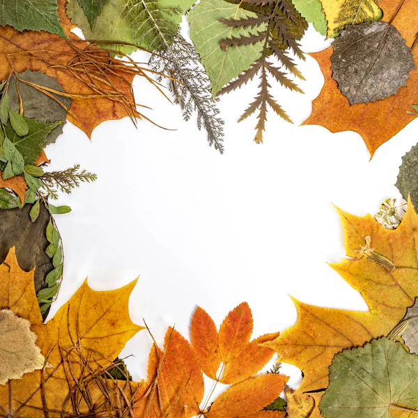 Autumn falling maple leaves isolated on white background. Flatlay