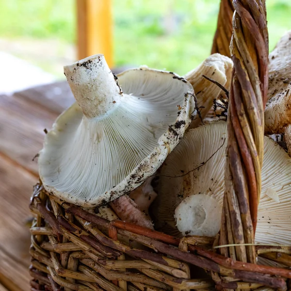 milk mushrooms in a basket close up, collected full basket of mushrooms in the forest. Close-up