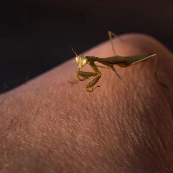 European Mantis, Praying Mantis or Mantis Religiosa Mantidae on black background