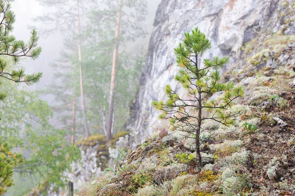 young conifer, pine in the fog growing on a mountainside.