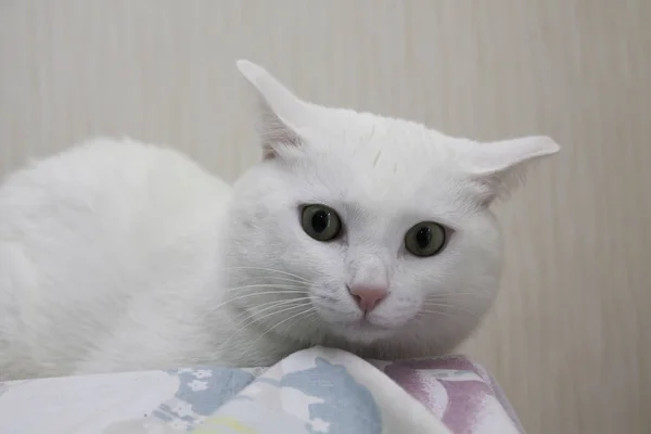 Portrait of pure white cat with green eyes and pink nose. surprised, wary white cat