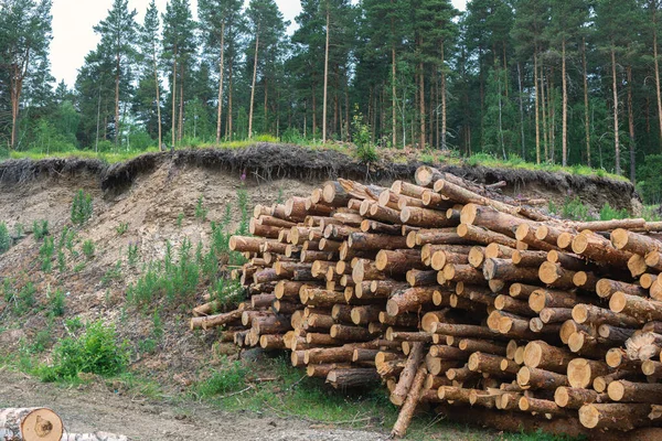 Wood timber logs in pile at a sawmill. Timber harvesting for lumber industry and wooden housing construction.