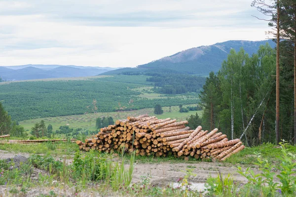 Trunks of trees cut and stacked in foreground, green forest. Pile of tree in forest. — Stock Image Trunks Trees Cut Stacked Foreground Green Forest Pile Tree Forest Royalty Free Stock Photos