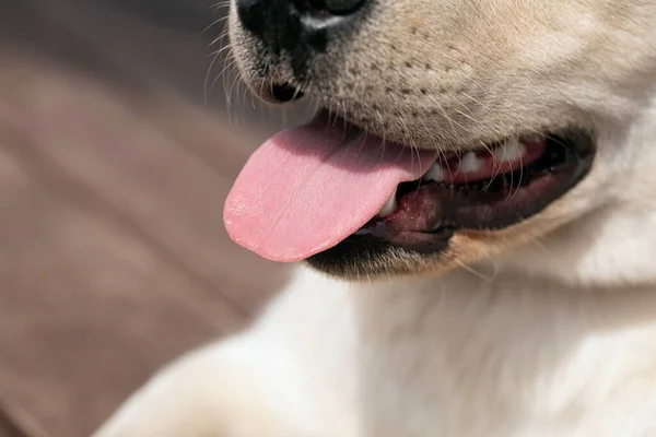 open mouth of labrador retriever dog with sticking out tongue