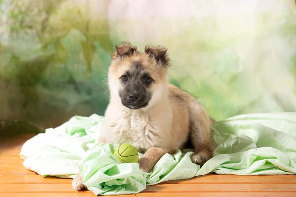 little homeless puppy with toy ball looks with sad eyes with hope of finding home and host