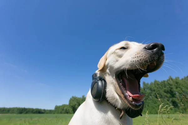 Closeup of funny yawning dog outdoor. Labrador retriever with headphones on neck against blue sky. dog is singing