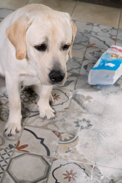 guilty dog made mess and sit near scattered flour on floor with funny guilty look.