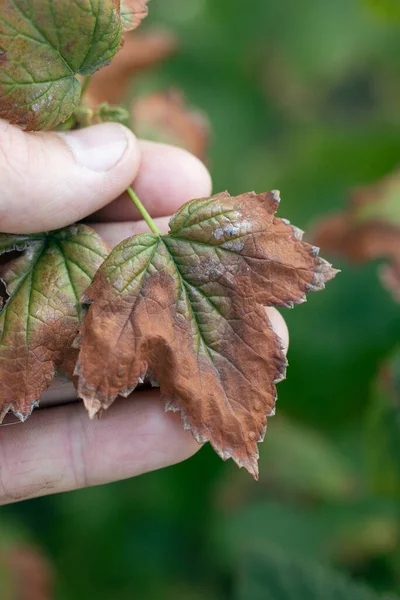 blackcurrant leaves damaged by fungal disease Fusarium or Verticillium wilt.