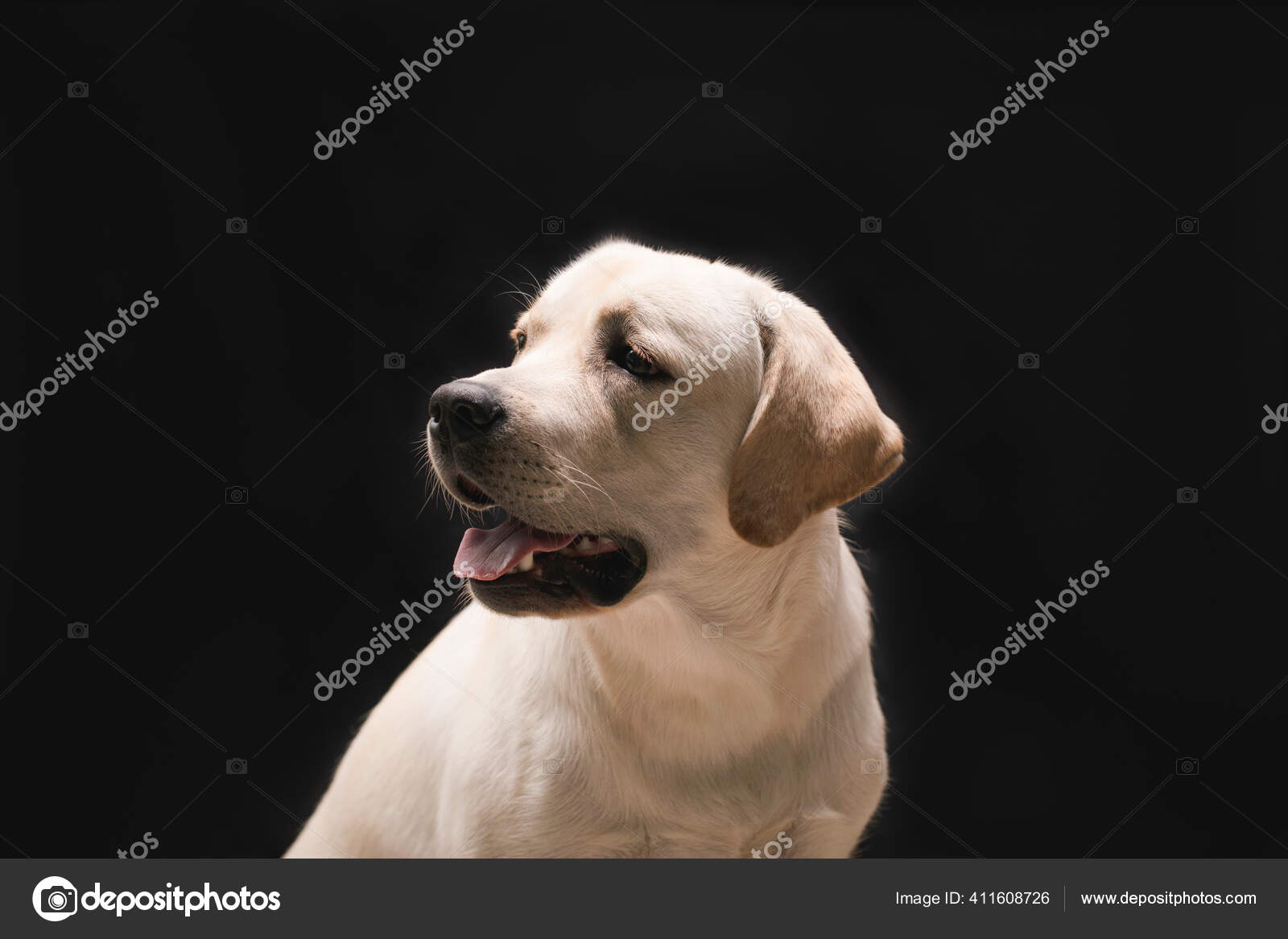若い犬ラブラドール子犬でスタジオで黒の背景のヘッドショットプロフィール肖像画 ストック写真 C Dadre 若い犬ラブラドール子犬でスタジオで黒の背景のヘッドショットプロフィール肖像画 ストック写真 C Dadre