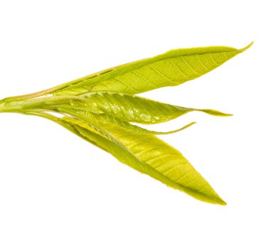 genç yaprak yeşil kuş kiraz. Beyaz arka plan üzerinde izole