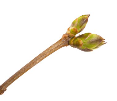 Genç Fideler leylak Bush. Beyaz arka plan üzerinde izole