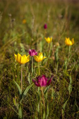 çiçekli alan lale. Glade çiçekli. bahar günü
