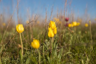 çiçekli alan lale. Glade çiçekli. bahar günü
