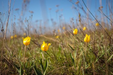 çiçekli alan lale. Glade çiçekli. bahar günü