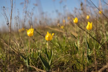 çiçekli alan lale. Glade çiçekli. bahar günü