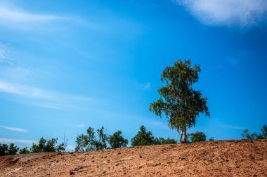 kumları ağaçlar. çöl manzara mavi gökyüzü ile.