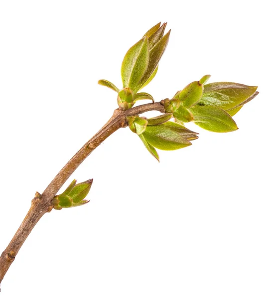 Jeune Germe Lilas Isolé Sur Fond Blanc — Photo