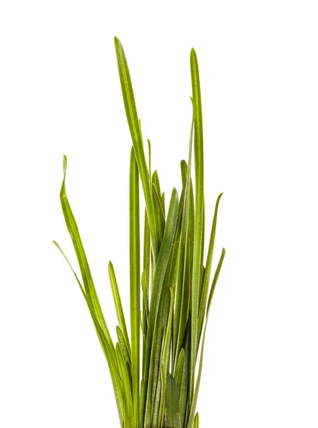 Bunch Green Grass Isolated White Background — Stock Photo, Image