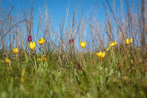 Çiçekli Alan Lale Glade Çiçekli Bahar Günü — Stok fotoğraf