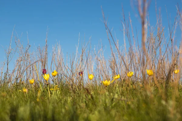 Flowering Field Tulips Glade Flowers Spring Day — Stock Photo, Image