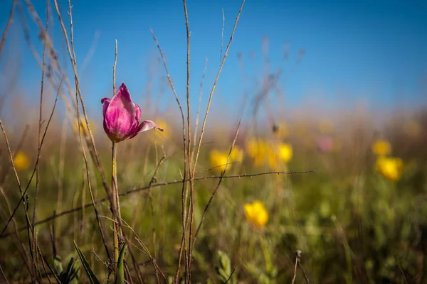 Kwitnienia Pola Tulipanów Polanie Kwiatami Dzień Wiosny — Zdjęcie stockowe