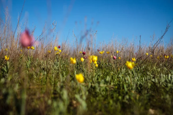 Tulipas Campo Floração Clareira Com Flores Dia Primavera — Fotografia de Stock