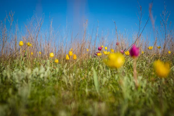 Tulipes Des Champs Fleurs Clairière Avec Des Fleurs Jour Printemps — Photo