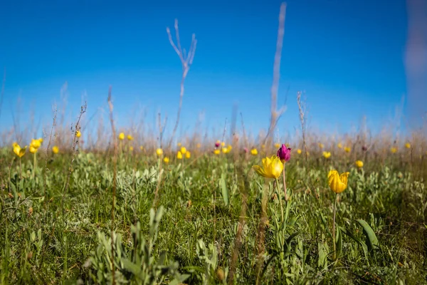 Flowering Field Tulips Glade Flowers Spring Day — Stock Photo, Image