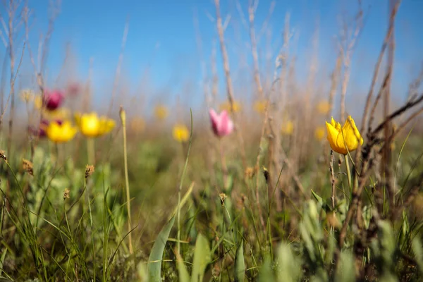 Çiçekli Alan Lale Glade Çiçekli Bahar Günü — Stok fotoğraf