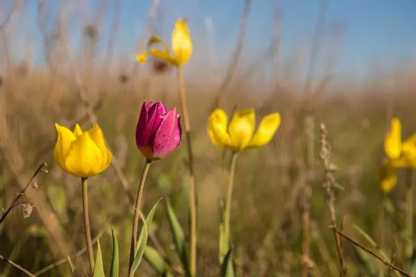 Flowering Field Tulips Glade Flowers Spring Day — Stock Photo, Image