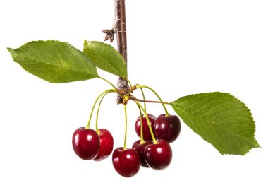 koyu kırmızı kiraz dal yeşil yaprakları. Beyaz arka plan üzerinde izole