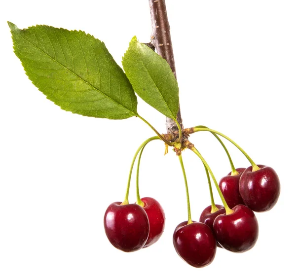 koyu kırmızı kiraz dal yeşil yaprakları. Beyaz arka plan üzerinde izole