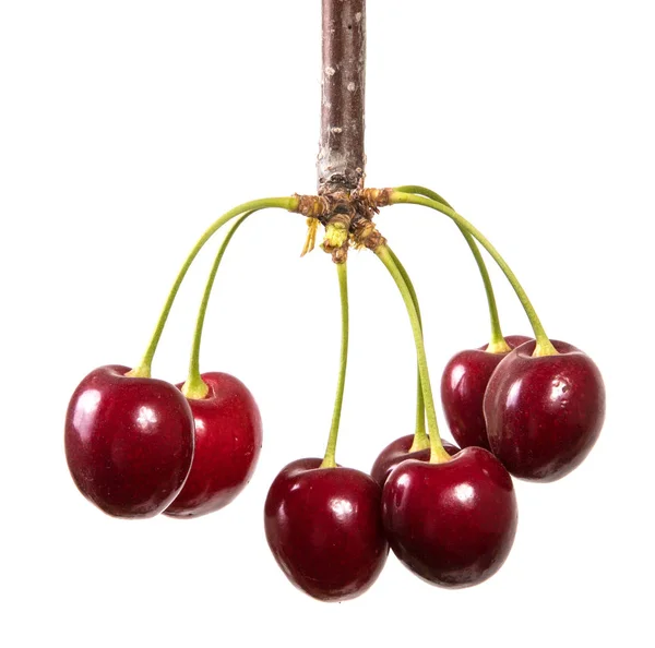 Beri Adalah Cherry Merah Gelap Pada Pegangan Terisolasi Latar Belakang — Stok Foto