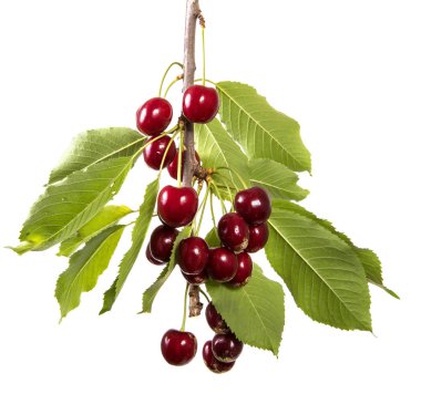 koyu kırmızı kiraz dal yeşil yaprakları. Beyaz arka plan üzerinde izole