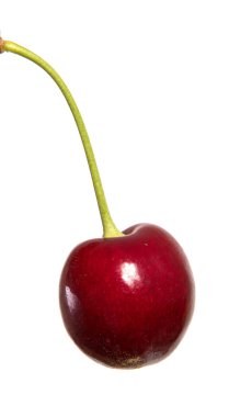 meyveleri koyu kırmızı kiraz sapı üzerinde vardır. Beyaz arka plan üzerinde izole