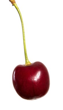 meyveleri koyu kırmızı kiraz sapı üzerinde vardır. Beyaz arka plan üzerinde izole