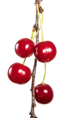 olgun kiraz dal. Beyaz arka plan üzerinde izole