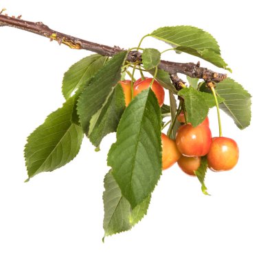 Kırmızı Sarı kiraz dal ile bırakır. Beyaz arka plan üzerinde izole