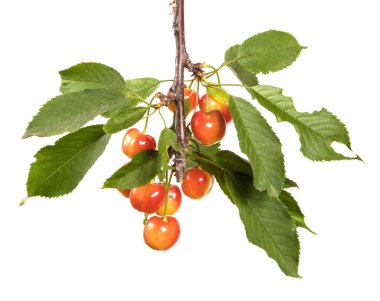 Kırmızı Sarı kiraz dal ile bırakır. Beyaz arka plan üzerinde izole